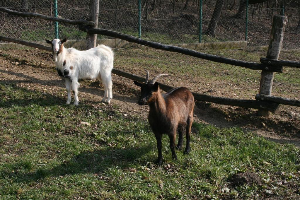 Malomdulo Farmhaz Guest House Pilisborosjenő Eksteriør bilde